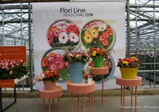 The new Flori Line / Seasonal mix of Florist Holland. They want to inspire the growers with these concepts and help them showing the trends and making seasonal offered mixes. Also they want to inspire the consumer with this new concept to show them that there are a lot more possibillities with the gerbera.